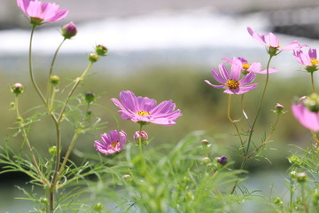 入間川とコスモス