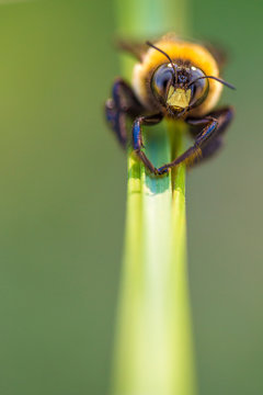 bumble bee on grass