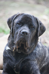 English Mastiff