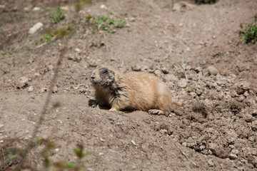 Prairie Dog