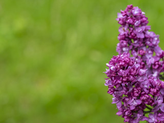 Obraz premium Inflorescence of lilac on a green background.