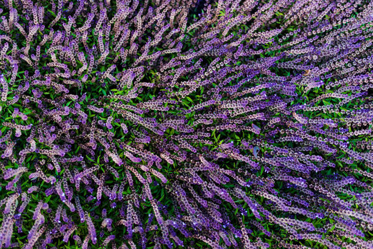 Purple flowers from above
