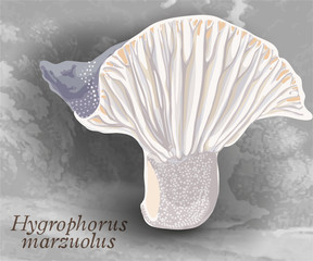 March mushroom, vector design with grey backgroung
