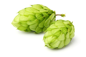 Obraz premium Hop close-up isolated.