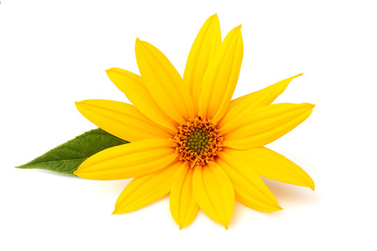 Fototapeta Flower of Jerusalem artichoke.