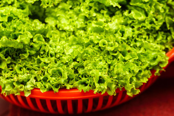 lettuce, a lot of green leaves in a red basket, vegetarianism, a symbol of healthy eating and lifestyle