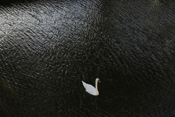 white swan in dark water