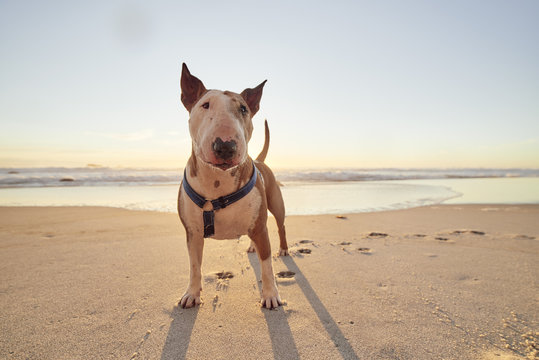 Portrait of a Pit Bull
