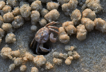 Sand bubbler crab at its hole and sand pellets around