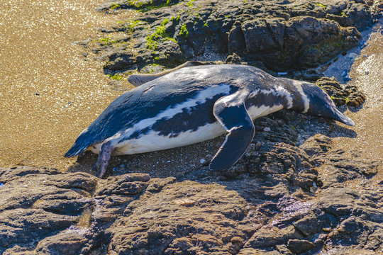 Dead Penguin at the Beach