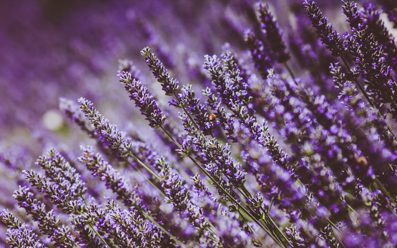 Lavantalar i&ccedil;indeki arı