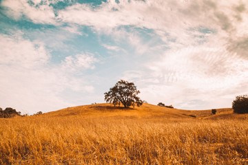 One tree, One hill, and a beautiful sky