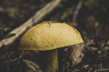 Yellow Mushroom