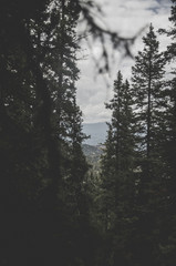 Valley through the trees