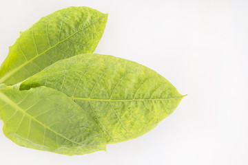 Fototapeta na wymiar Tobacco leaves (Nicotiana tabacum)