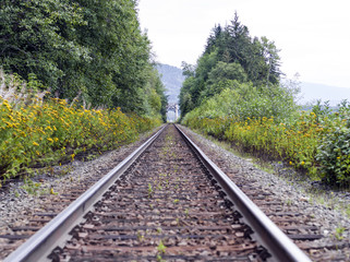 Train Tracks leading away to a trellis style railway bridge.