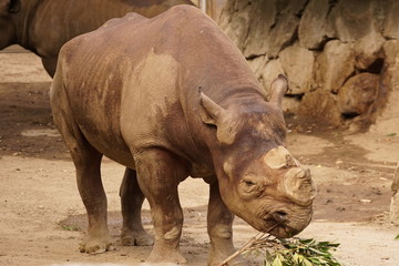 Fototapeta premium クロサイ