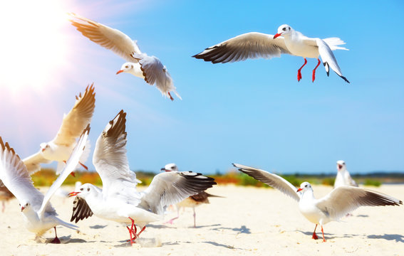 flock of white sea gulls