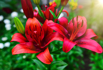 blossoming red lily in the garden in the rays