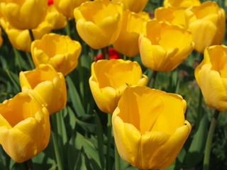 tulips