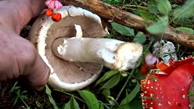 champignon and red fly agaric