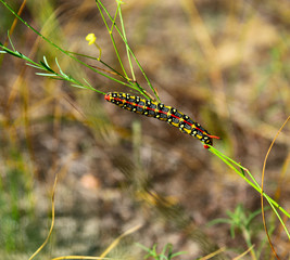Hyles euphorbiae caterpillar on a stalk of grass