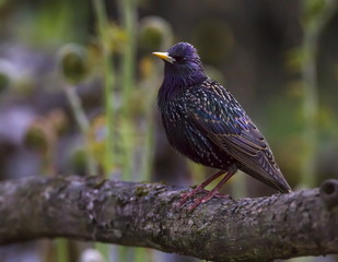 European or common starling, sturnus vulgaris