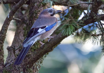 Eurasian jay, garrulus glandarius