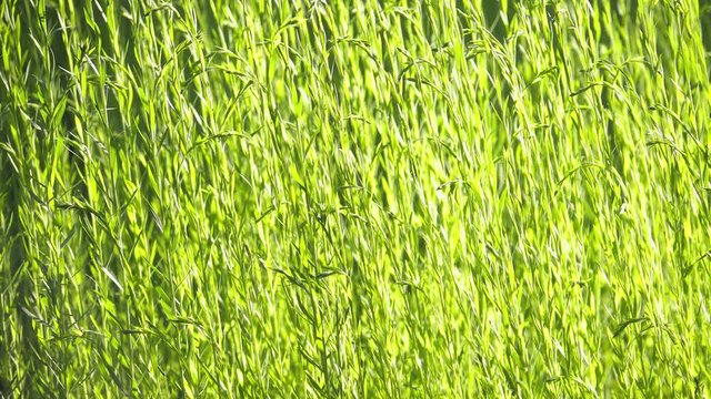 Fachs Leinen im hellen Licht - Close up Film als Hintergrund