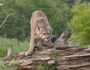 Cougar Crouching