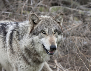 Obraz na płótnie Canvas Adult Grey Wolf Head and Shoulders