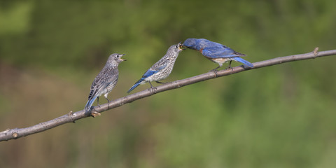 Male Eastern Bluebird Feeding Babies