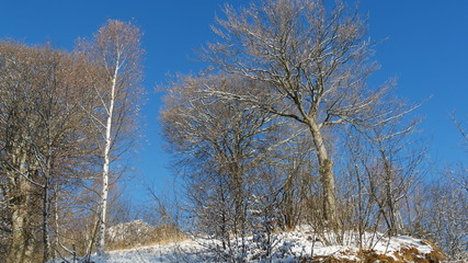 Neve sui rami del bosco in inverno