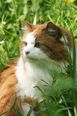 Beautiful redhead cat on grass in the garden, closeup