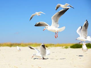 white seagulls on the beach