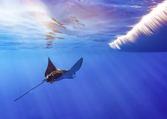 Eagle Ray in the Surf