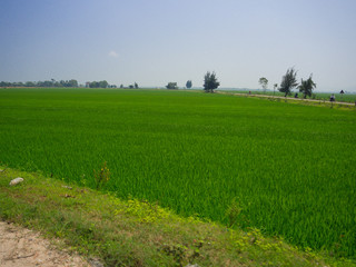 Rice fields on Cham Islands, 5km from Hoian town, Tan Hiep commune, Quang Nam province, in Hoian Vietnam