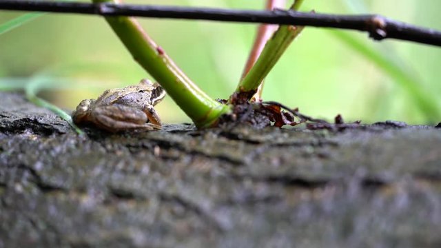 Frog jumping of a trunk of wood in narrow depth of field shot at Amager f&aelig;lled autumn/fall of 2017
