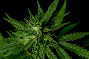 Bubba kush variety of medical marijuana