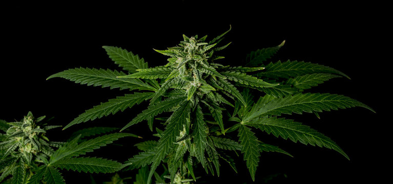 Bubba kush variety of medical marijuana