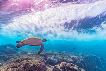 Deurstickers Turtle in the Surf © Melissa