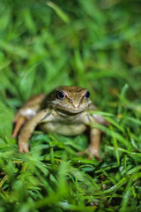 close up of Rana temporaria - European common frog sitting in the grass, ready to jump