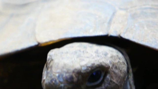 turtle in nature