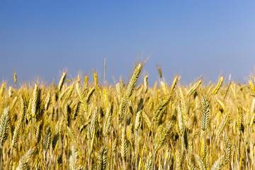 agricultural field, cereals