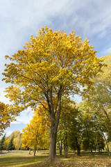 Fototapeta premium maple tree with yellowing leaves in autumn park