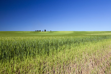 Obraz premium Field with cereal