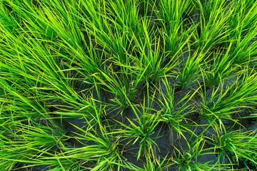 Paddy field with sunrise in Sungai Besar