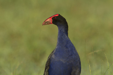 Obraz premium Purple Swamphen with green background