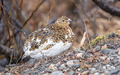 Female Willow Ptarmigan