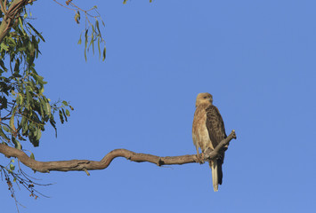 Whistling kite with copy space